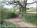 Track to Pilehayes Farm