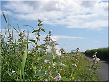 TQ6209 : Marsh Mallow - Althaea officinalis by Ian Cunliffe
