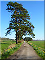 Track, pines and farmland, Avington