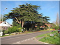 Tree on Rye Hill