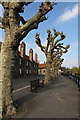 Trees on the Wharf