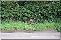 Ivy-covered flint and brick wall on western boundary of Braziers Park