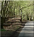 Wood pile on Kiln Road