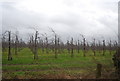 Orchard, Bells Farm Lane