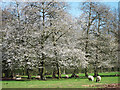 Trees in Blossom