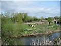 Horses in the meadow at Laystone Bridge, Marden