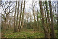 Coppiced trees, Church Wood