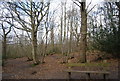 Bench, Church Wood