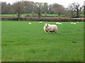 Farmland with sheep, Aberoer