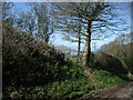 A peep through the hedgerow