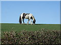 Grazing horse