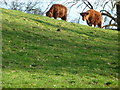 Long horned cattle near Yatton