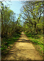 Path through Putney Heath