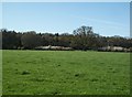 Pasture land at Lawns Farm