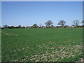 Farmland, Cottage Farm