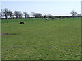 Grazing land, Oak Tree Farm