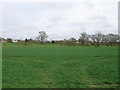 Nine Acre Field