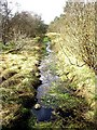 A drain through Gask Wood