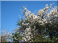 A fine display of blackthorn blossom (Prunus spinosa)