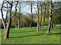 Trees on the golf course