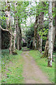 Sycamore avenue in Trewithen Garden