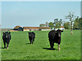 TQ1128 : Bullocks on Shiprods Farm by Robin Webster