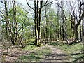 Footpath through the woods