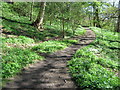 Footpath in Great High Wood Durham City