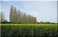 Oilseed rape field with poplars