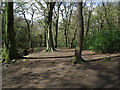 SD7011 : Trees in Raveden Wood by Philip Platt