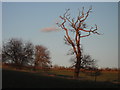 Skeletal tree near Wood Hall