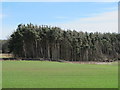 Farmland and plantation near Wallish Walls