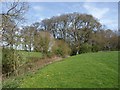 Meadow near Rydon House