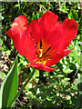 Tulip, Colwell Lane