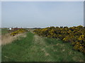 Footpath near Gorse Bushes