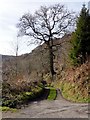 Track and Footpath at Newmills