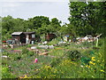 The Addiscombe, Woodside and Shirley Leisure Gardens (6)