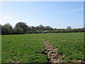 Strood Meadow