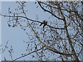 Collared Dove, Streptopelia decaocto