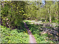 Kingston Pool Covert (South) Local Nature Reserve