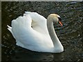 SU1329 : Mute swan cob, River Nadder, Salisbury by Brian Robert Marshall