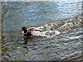 Mallard drake setting down on the River Nadder, Salisbury (1 of 2)