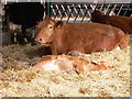 Cow with calf at Bigenor Farm