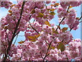 Flowering Cherry