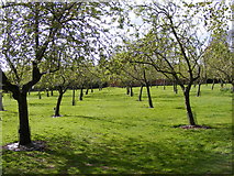 SO9463 : Hanbury Orchard by Gordon Griffiths
