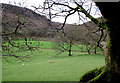 Tywi Valley pasture near Rhandirmwyn, Carmarthenshire