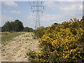 Hurn Forest, gorse bank