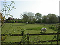 St. Leonards, horse grazing