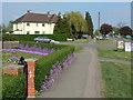 Alyssum hedge