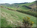 Sheep graze Banc Cwmerfyn